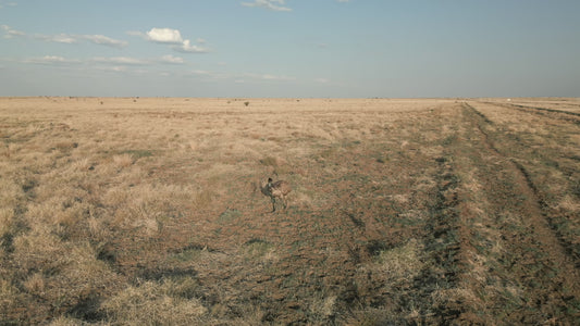 4K Outback Paddock - Emu